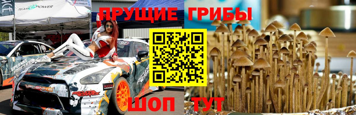Псилоцибиновые грибы GOLDEN TEACHER  Вход с VPN  Жигулёвск 